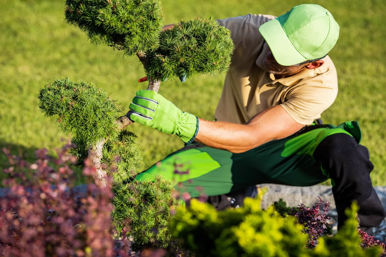 A gardener carefully pruning an ornamental evergreen tree